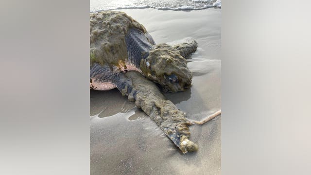 Endangered sea turtle washes up on Texas beach, recovering after Houston Zoo emergency visit