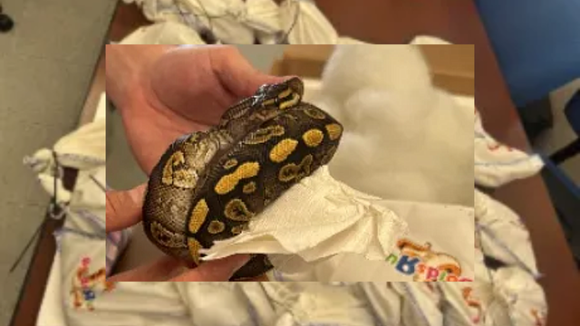 39 pythons found hidden in semi at Texas-Mexico border