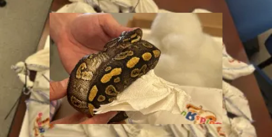 39 pythons found hidden in semi at Texas-Mexico border