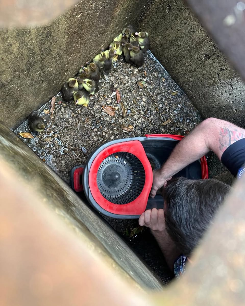 Pearland officer rescues ducklings trapped in storm drain