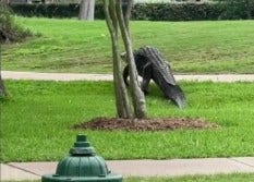 More alligator sightings in Houston area during mating season