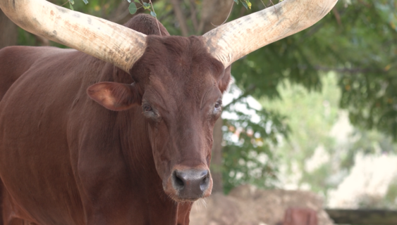 Houston Zoo mourning the loss of 'beloved' Ankole Cattle