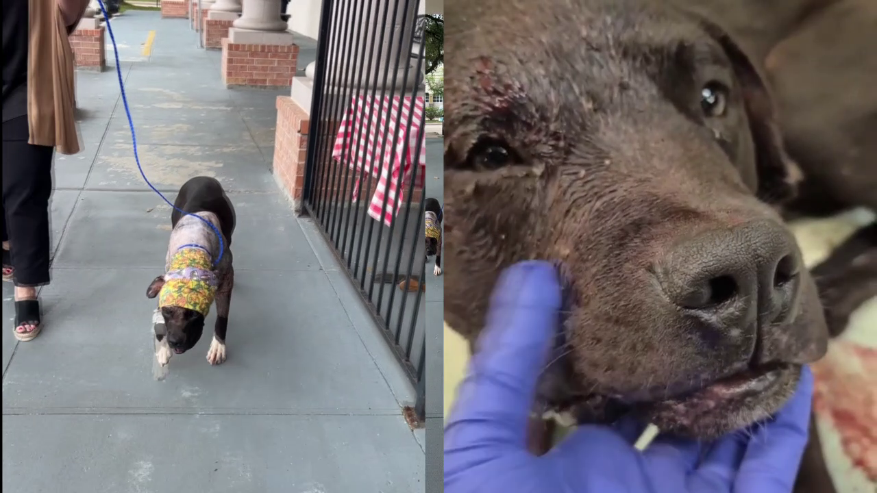 10-month-old dog endures unimaginable cruelty, owner under criminal investigation