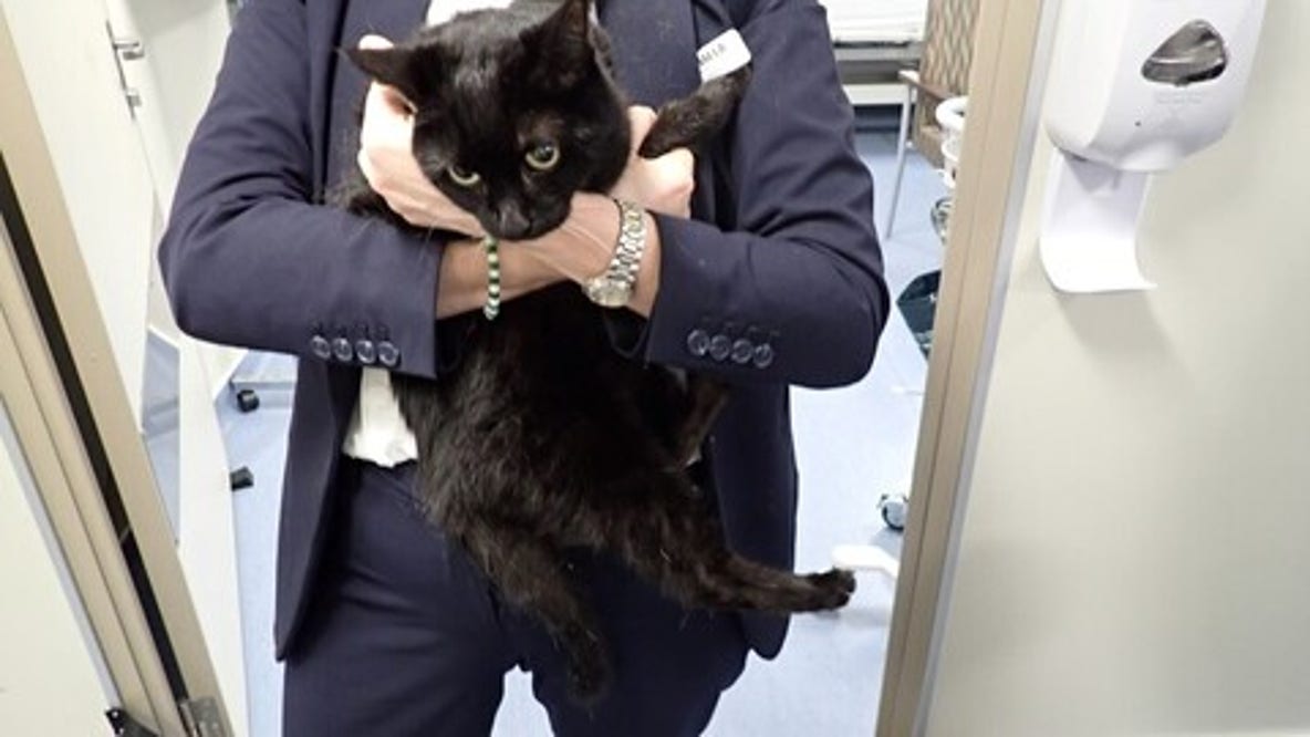 Carnival Cruise ship rescues sailor and his cat from sailboat in distress