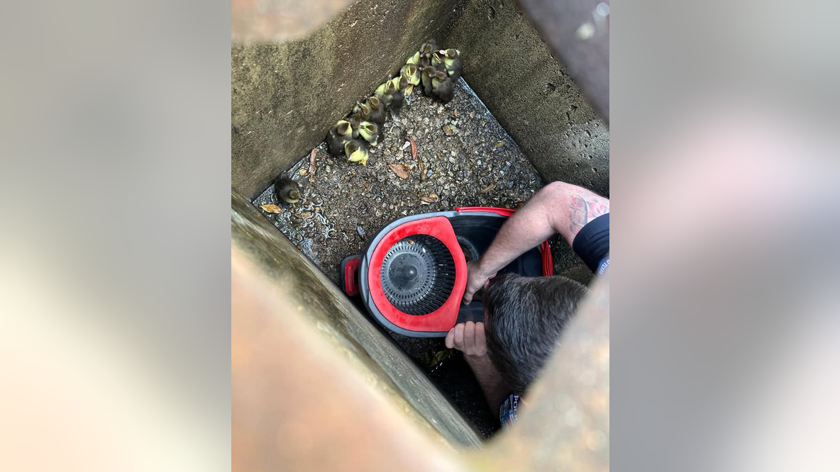 Pearland officer rescues ducklings trapped in storm drain