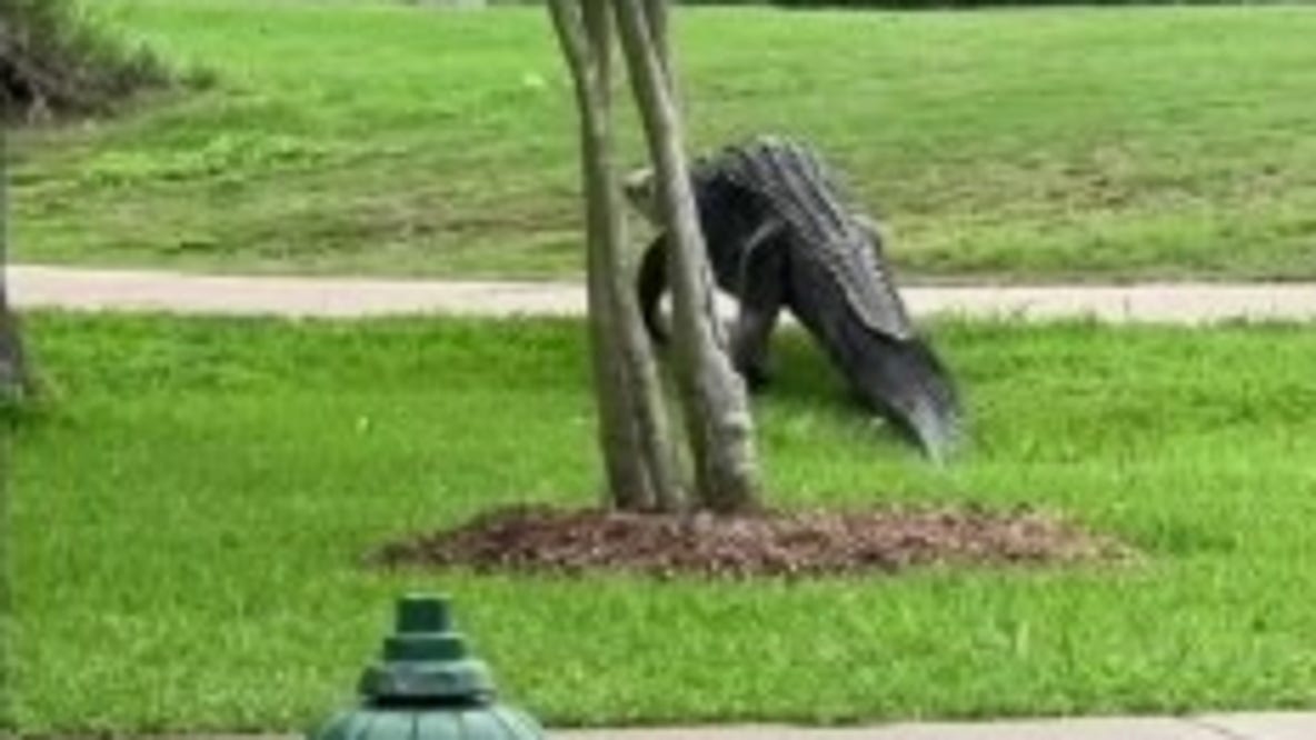 More alligator sightings in Houston area during mating season