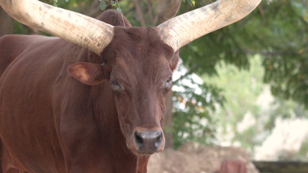 Houston Zoo mourning the loss of 'beloved' Ankole Cattle