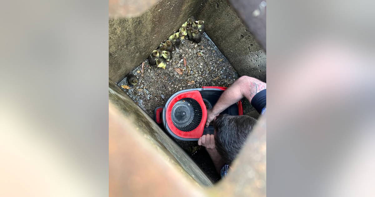 Pearland officer rescues ducklings trapped in storm drain | FOX 26 Houston