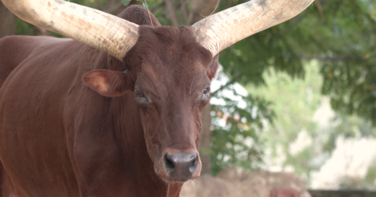 Houston Zoo mourning the loss of 'beloved' Ankole Cattle