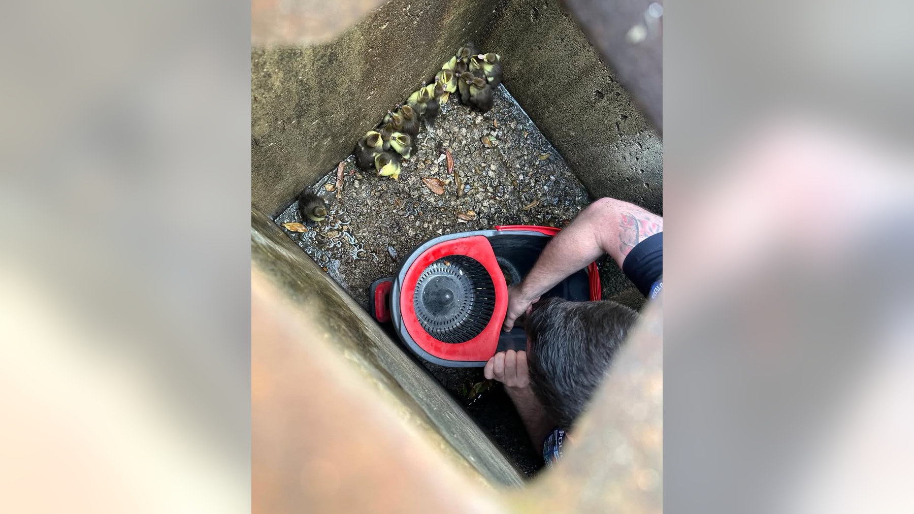 Pearland officer rescues ducklings trapped in storm drain