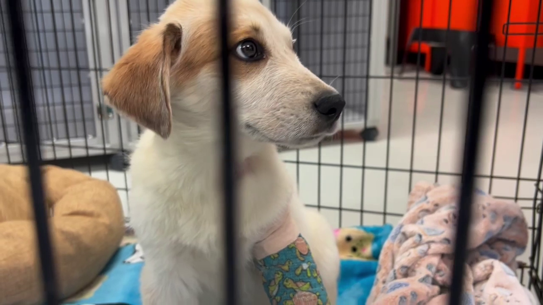 BARC euthanizes more adoptable dogs and cats than any other shelter in Texas, says nonprofit