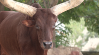 Houston Zoo mourning the loss of 'beloved' Ankole Cattle