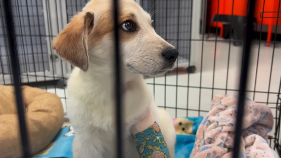 BARC euthanizes more adoptable dogs and cats than any other shelter in Texas, says nonprofit