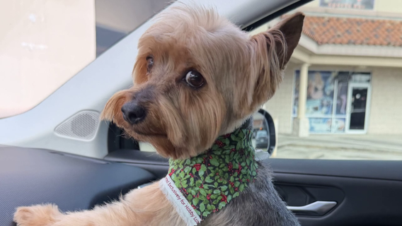 Houston-area woman targeted by scammers while searching for her lost pet gets her beloved dog back