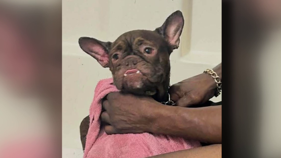 French bulldog stolen at gunpoint located by Houston police