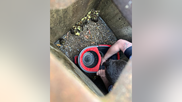 Pearland officer rescues ducklings trapped in storm drain