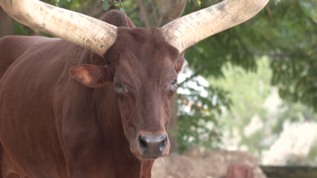 Houston Zoo mourning the loss of 'beloved' Ankole Cattle