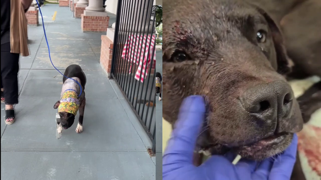 10-month-old dog endures unimaginable cruelty, owner under criminal investigation