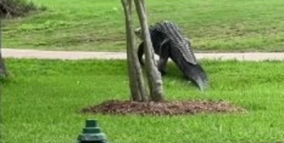 More alligator sightings in Houston area during mating season