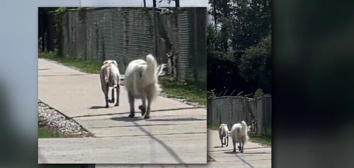 Spring couple warning others after terrifying ordeal while walking their 3 dogs