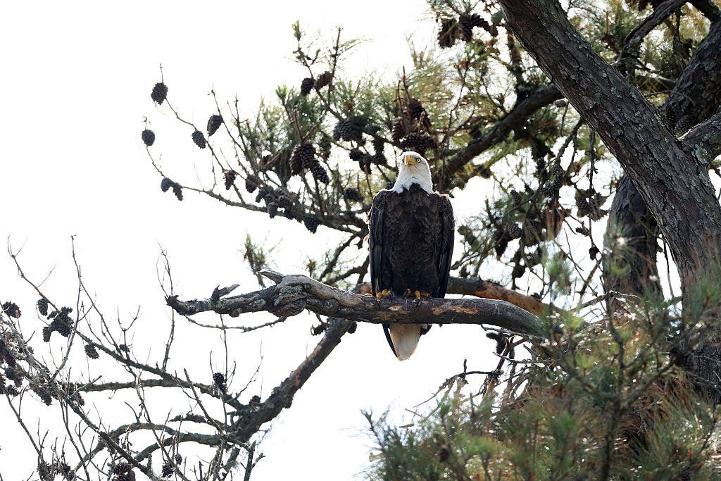 Suburban Houston resident admits to killing bald eagle