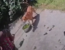 Video: Pregnant Houston-area woman says dogs attacked her pet