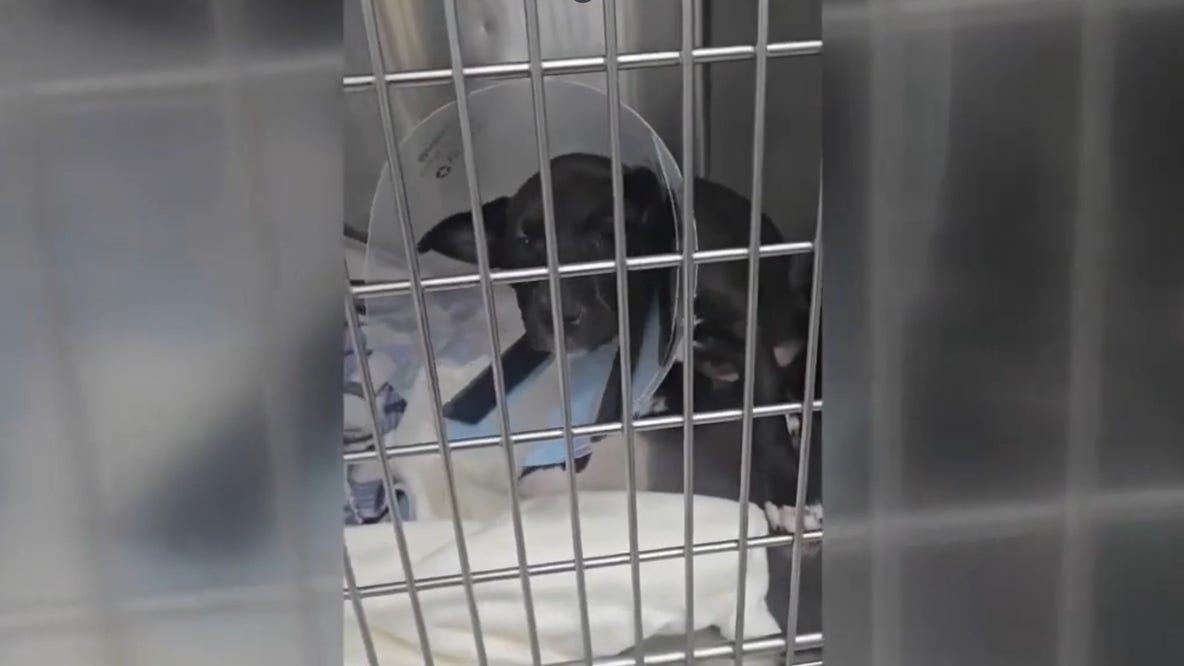 Galveston County animal rescue awarded $150K to treat pets in five counties