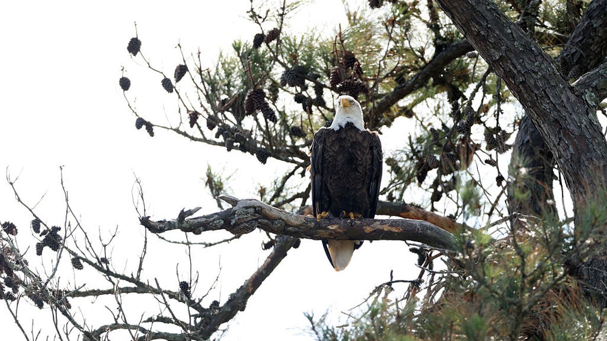 Suburban Houston resident admits to killing bald eagle
