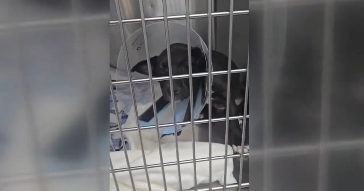 Galveston County animal rescue awarded $150K to treat pets in five counties