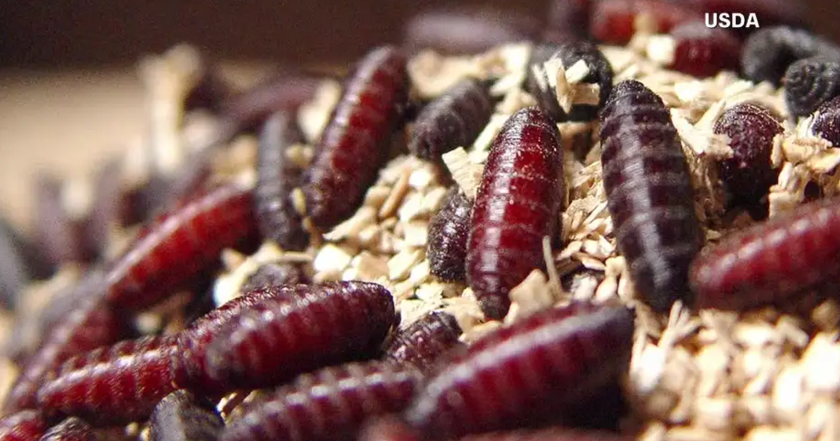 CBP warns South Texas travelers of flesh-eating screwworm threat