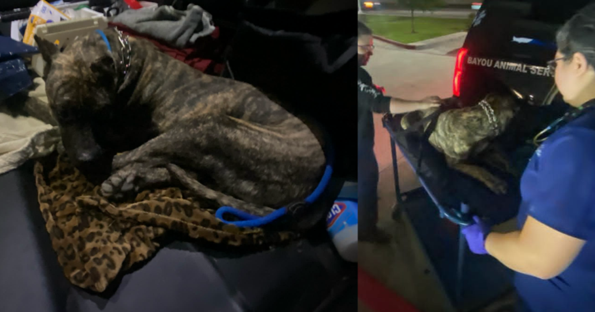 Dog 'Tupac' rescued in Dickinson after 3 days at bottom of hill with broken leg