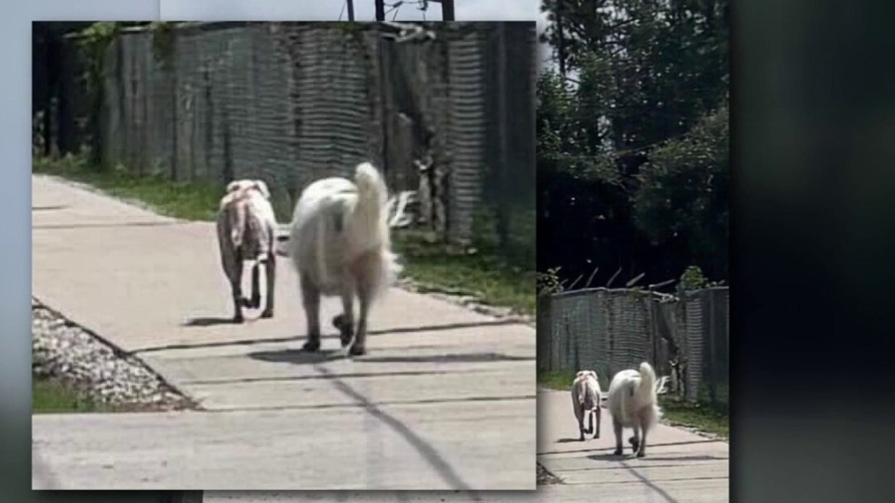 Spring couple warning others after terrifying ordeal while walking their 3 dogs