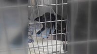 Galveston County animal rescue awarded $150K to treat pets in five counties