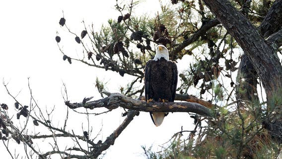 Suburban Houston resident admits to killing bald eagle