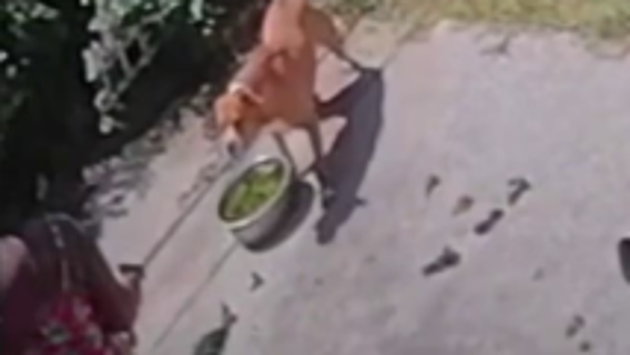 Video: Pregnant Houston-area woman says dogs attacked her pet
