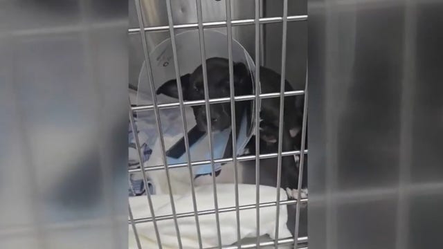 Galveston County animal rescue awarded $150K to treat pets in five counties