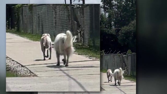 Spring couple warning others after terrifying ordeal while walking their 3 dogs