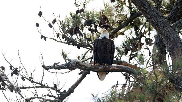 Suburban Houston resident admits to killing bald eagle