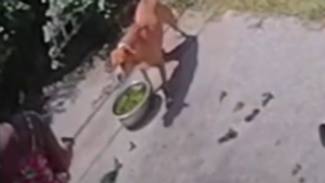 Video: Pregnant Houston-area woman says dogs attacked her pet