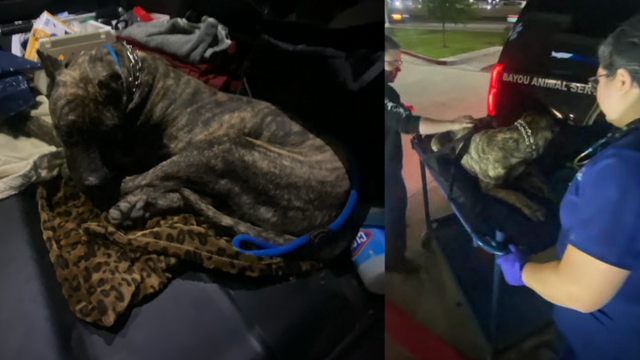 Dickinson dog rescue: 'Tupac' saved after 3 days at bottom of hill with broken leg