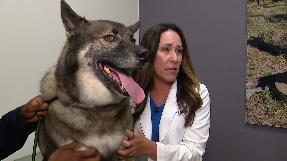 Confirmed cases of screwworm in Texas causing concern among pet owners