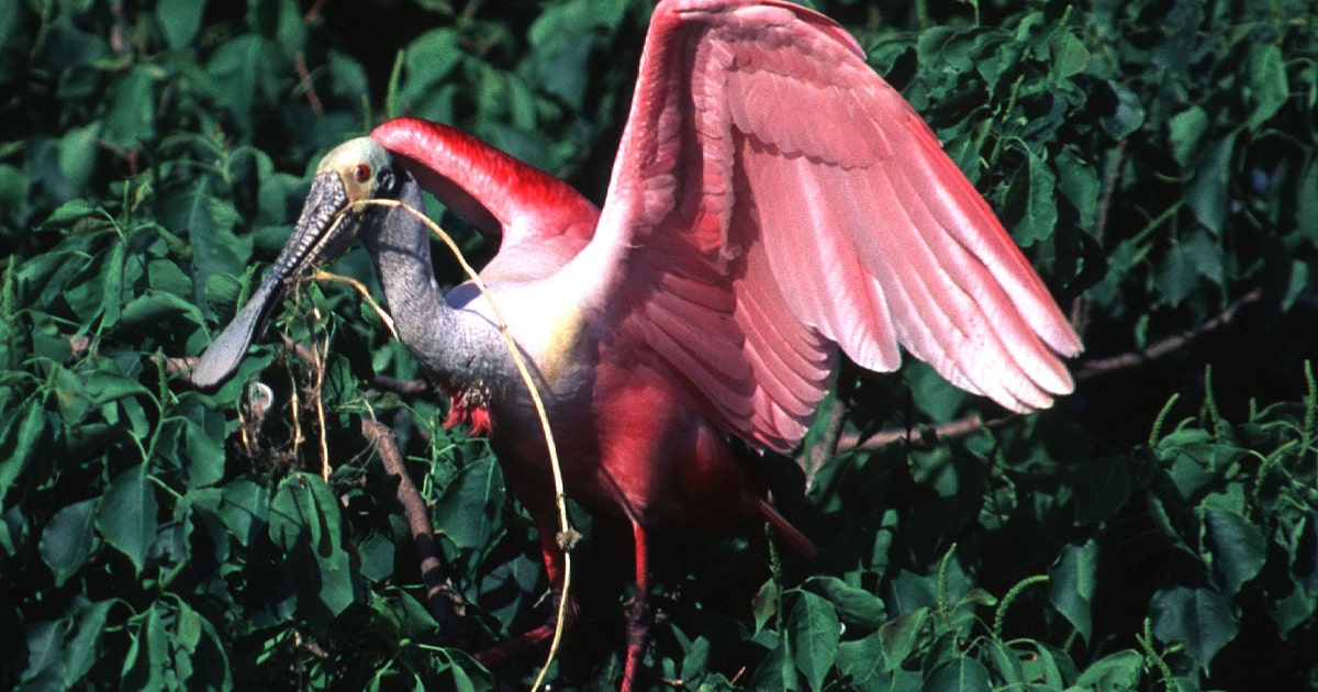 Image for Texas congressman introduces plan to create National Recreation Area along Gulf Coast