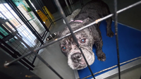 Houston Pets Alive targeted by vandals causing substantial losses to shelter known for saving lives