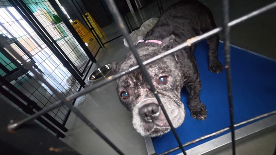 Houston Pets Alive targeted by vandals causing substantial losses to shelter known for saving lives