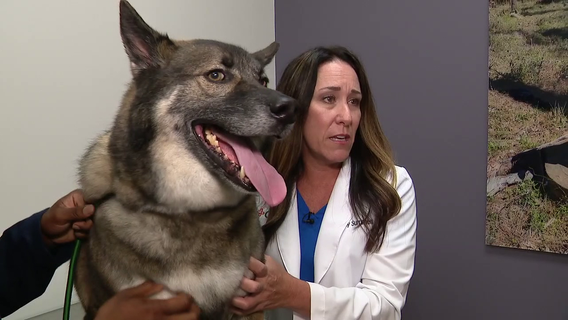 Confirmed cases of screwworm in Texas causing concern among pet owners