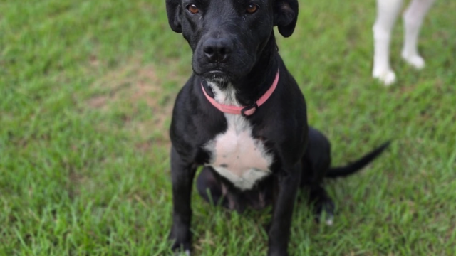 Houston dog rescue seeks help after screwworm restrictions halt out-of-state adoptions