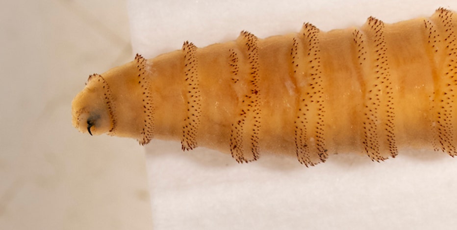 FDA approves emergency use of medication to treat screwworm in dogs, cats