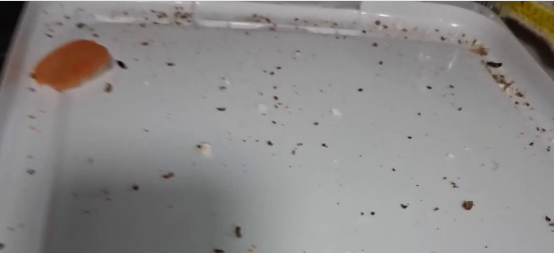 More residents report pest problems at senior apartment complex in The Woodlands