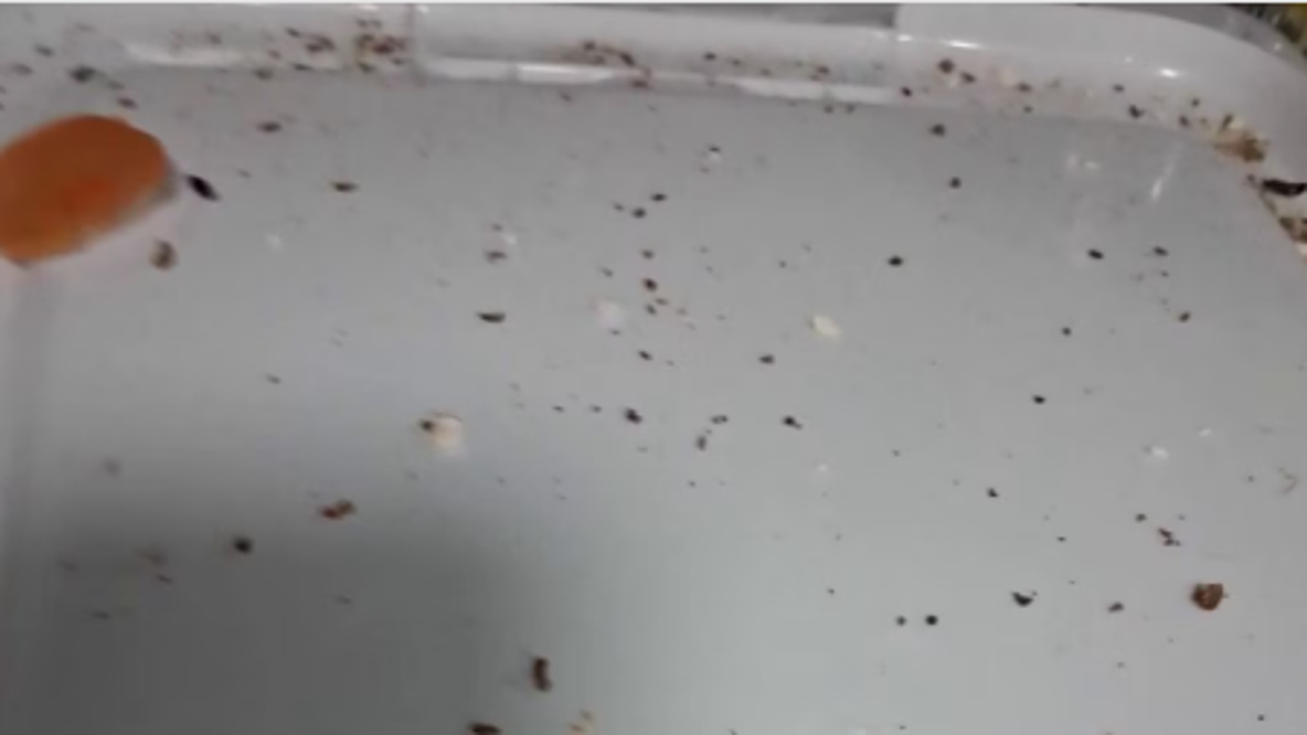 More residents report pest problems at senior apartment complex in The Woodlands