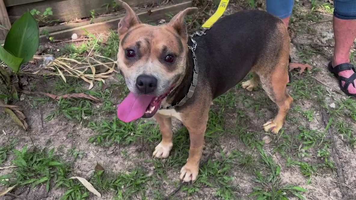 Dog dumped off McKay Bridge over Lake Houston lucky to be alive